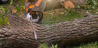 Professional Tree Care Services in Bridgetown, MS