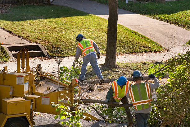 Best Lawn Grading and Leveling  in Bridgetown, MS